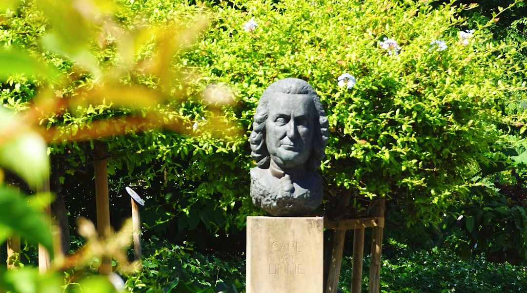 Blick auf die Linnébüste am Sammelpunkt im botanischen garten