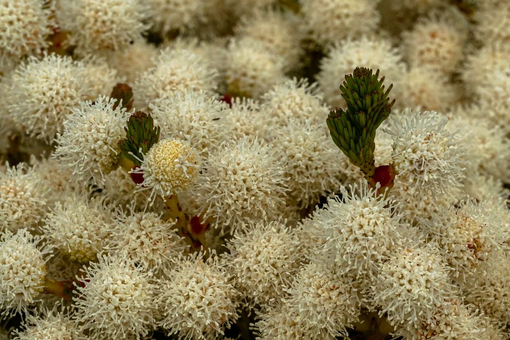 zur Vergrößerungsansicht des Bildes: Berzelia lanuginosa; Foto: Wolfgang Teschner