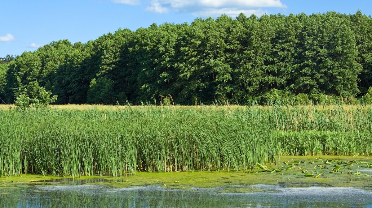 zur Vergrößerungsansicht des Bildes: Exkursion, Geländepraktikum, Wasser und Wiesen, Wald und Bäume