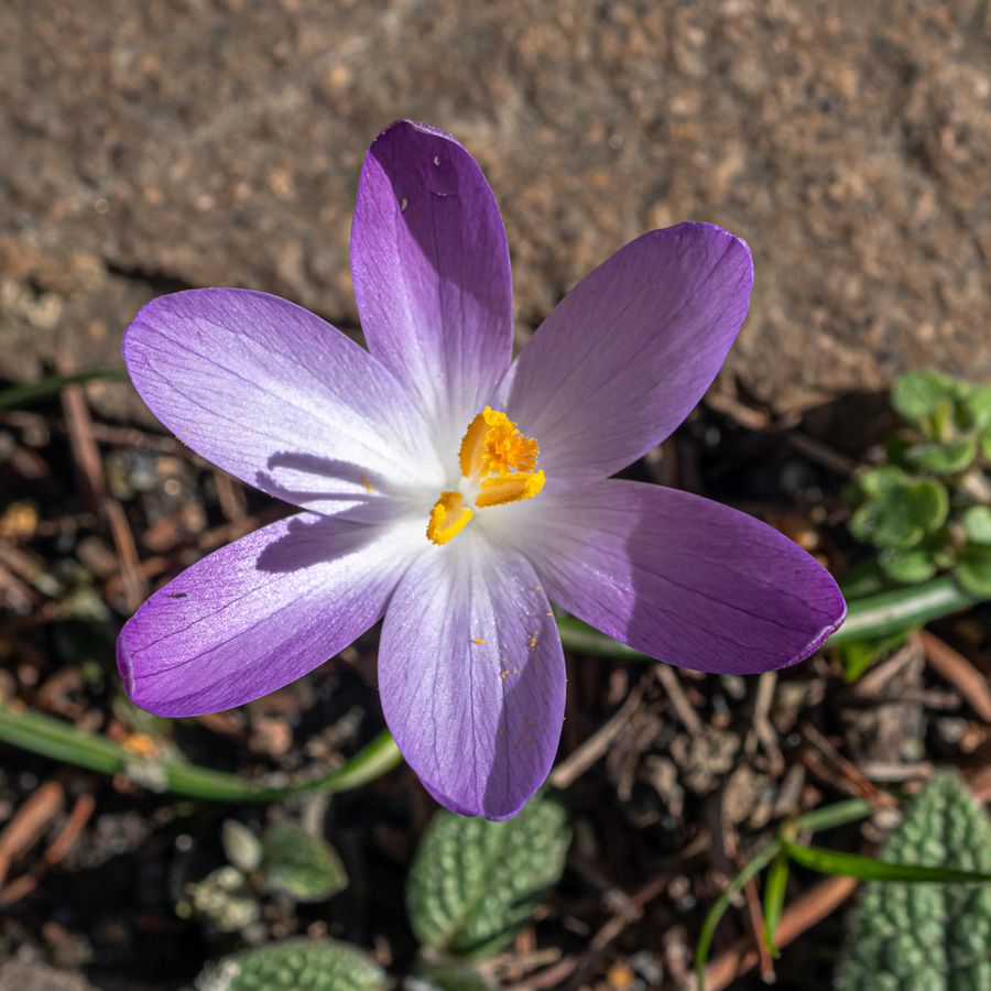 zur Vergrößerungsansicht des Bildes: Elfenkrokus (Crocus tommasinianus); Foto: Wolfgang Teschner