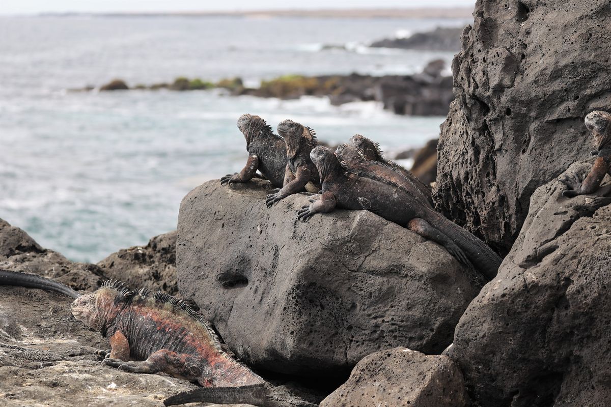 zur Vergrößerungsansicht des Bildes: Meerechsen auf Galapagos, Bild: Sebastian Steinfartz