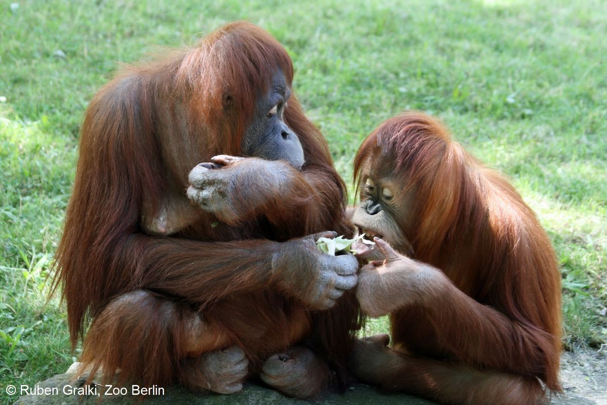 enlarge the image: Project photo Foodsharing Orangutans, Photo: Ruben Gralki, Zoo Berlin