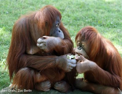 Projektfoto Foodsharing Orangutans, Bild: Ruben Gralki, Zoo Berlin