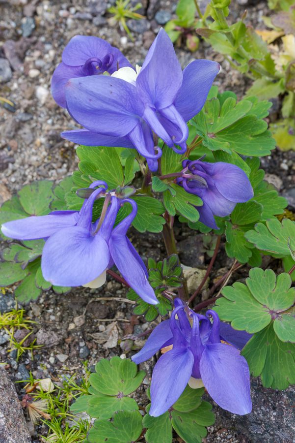 Die blau-violetten Blüten der Rocky Mountain Ackelei 