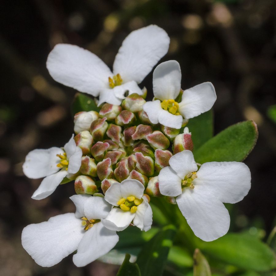 Weiße Blüten der Immergrünen Schleifenblume