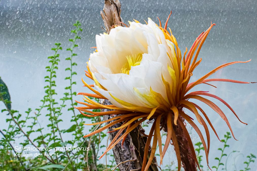 zur Vergrößerungsansicht des Bildes: Königin der Nacht (Selenicereus grandiflorus), Foto: Wolfgang Teschner