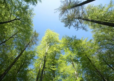 Artenreiche Wälder geben weniger biogene flüchtige organische Verbindungen (BVOCs) in die Atmosphäre abgeben als Monokulturen.