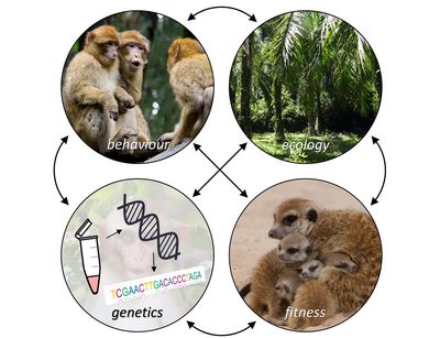 Four pictures are connected with arrows to illustrate the interplay between behaviour, ecology, genetics and fitness. The pictures display three interacting Barbary macaques, an oil palm plantation, a sequencing workflow and a meerkat with pups. 