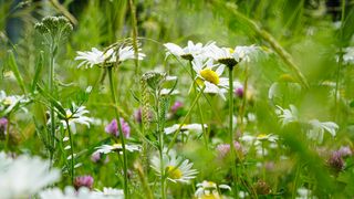 Sommerwiese im Botanischen Garten Leipzig, Foto: Botanischer Garten Leipzig