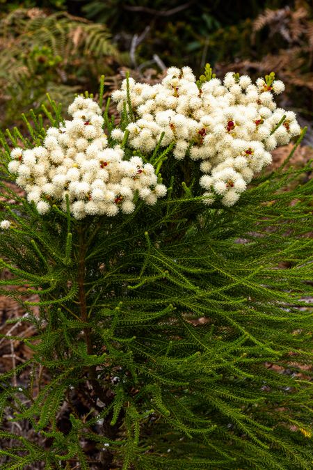 zur Vergrößerungsansicht des Bildes: Berzelia lanuginosa; Foto: Wolfgang Teschner