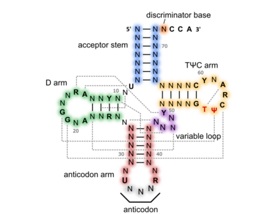 Secondary structure of a canonical tRNA.