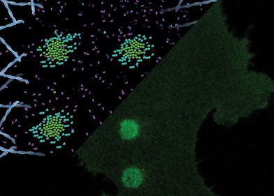 Laserspots aktivieren in einer Matrix sehr kleine synthetische Schlüssel-Schloss-Paare und erzeugen so Rezeptorcluster in der Zellmembran. Diese Liganden-unabhängige Aktivierung löst Kalziumsignale und eine erhöhte Zellbewegung aus.