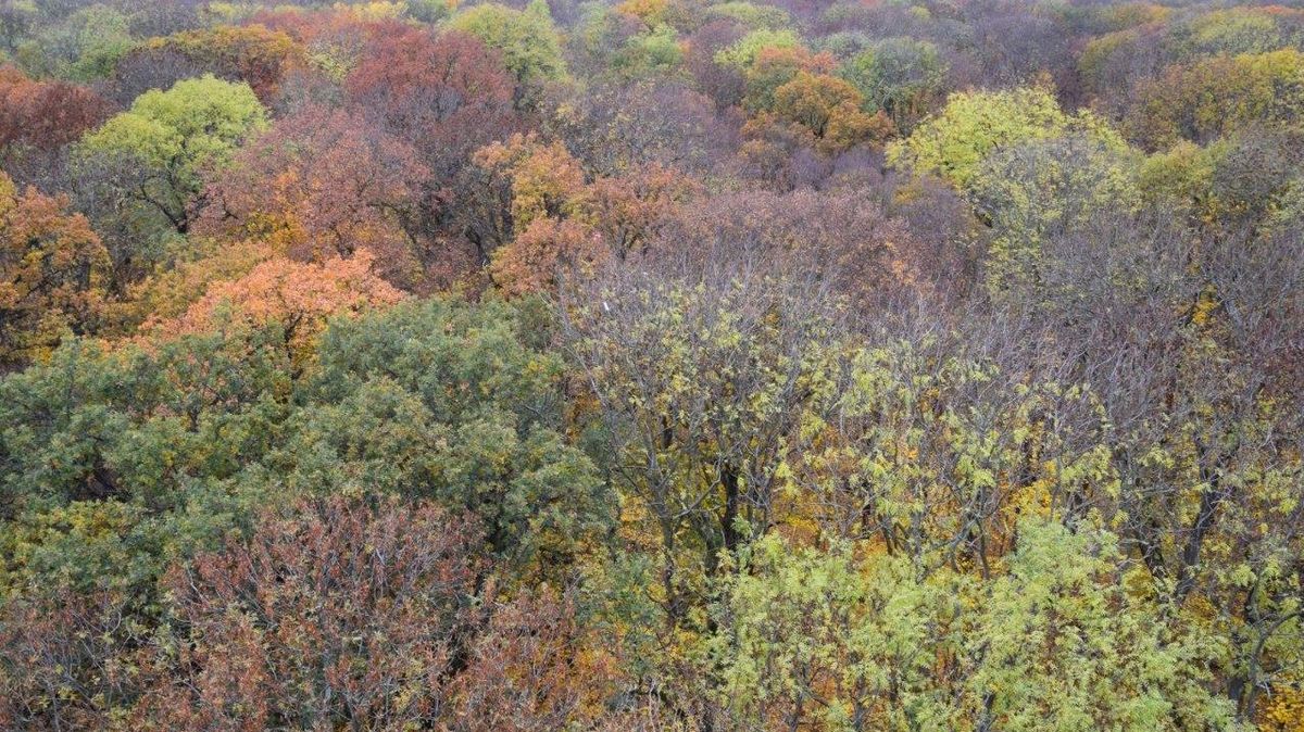 zur Vergrößerungsansicht des Bildes: Herbstaspekt mit Blick in die Baumkronen des Leipziger Auwaldes. Foro: Rolf A. Engelmann