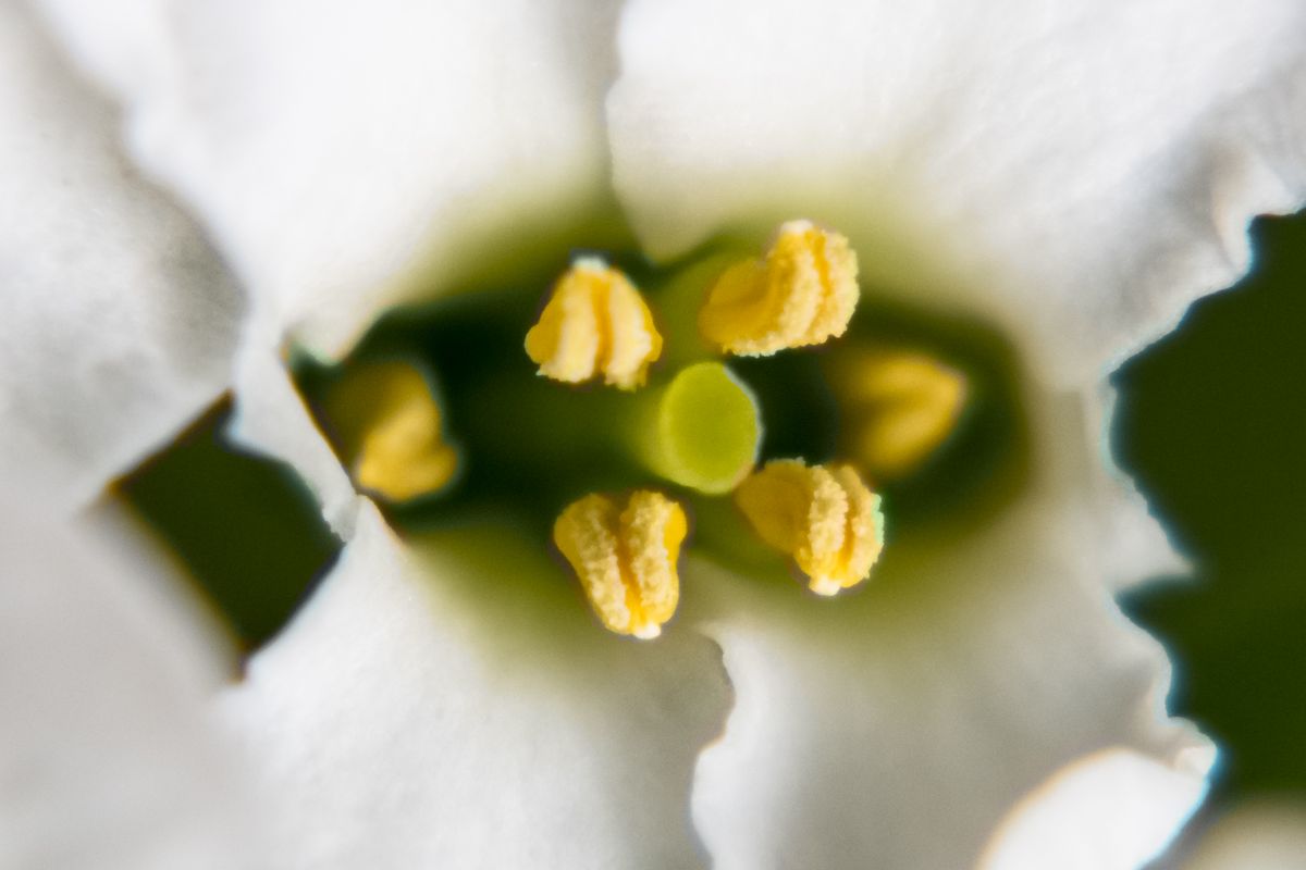 zur Vergrößerungsansicht des Bildes: Nahaufnahme in die Blüte der Immergrünen Schleifenblume, in der Mitte sind die gelben Staubblätter gut zu erkennen