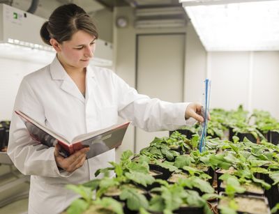 Eine Frau steht im Labor und kontrolliert mit einem Messgerät biometrische Daten von Pflanzen.