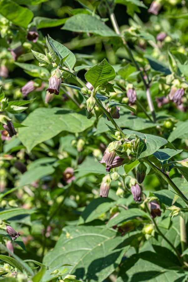 zur Vergrößerungsansicht des Bildes: Die braunen glockenförmigen Blüten der Tollkirsche (Atropa belladonna)