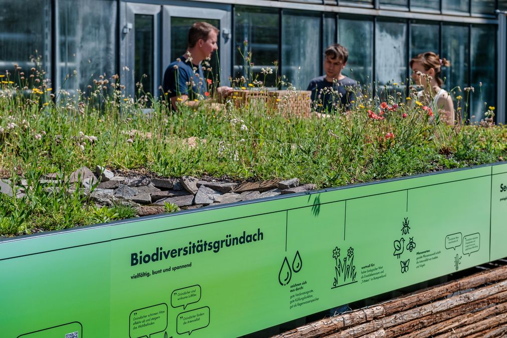 zur Vergrößerungsansicht des Bildes: Biodiversitätsgründach im Botanischen Garten Leipzig, Foto: André Künzelmann