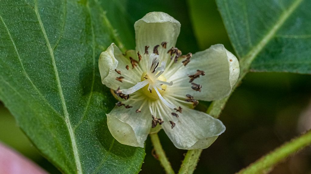 zur Vergrößerungsansicht des Bildes: Im deutschen Kiwi, Chinesische Stachelbeere oder Chinesischer Strahlengriffel genannt , Actinidia deliciosa, Foto: W. Teschner