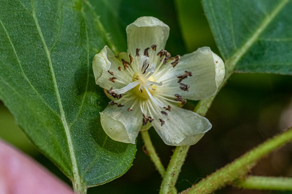 zur Vergrößerungsansicht des Bildes: Im deutschen Kiwi, Chinesische Stachelbeere oder Chinesischer Strahlengriffel genannt , Actinidia deliciosa, Foto: W. Teschner