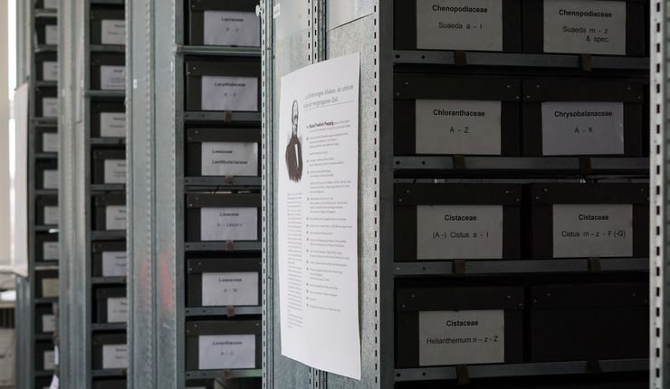 The picture shows the Leipzig University herbarium, photo: A. Müllner-Riehl