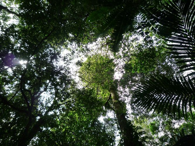 Artenreicher Regenwald im Nationalpark Mount Halimun Salak auf der indonesischen Insel Java.