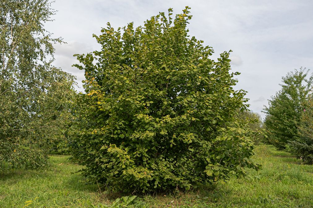 zur Vergrößerungsansicht des Bildes: Gemeine Hasel (Corylus avellana) im Sommer, Foto: Wolfgang Teschner