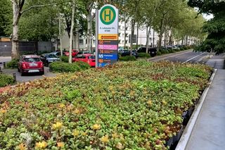 Extensive Dachbegrünung auf einer Haltestelle in Leipzig, Foto: Rolf A. Engelmann