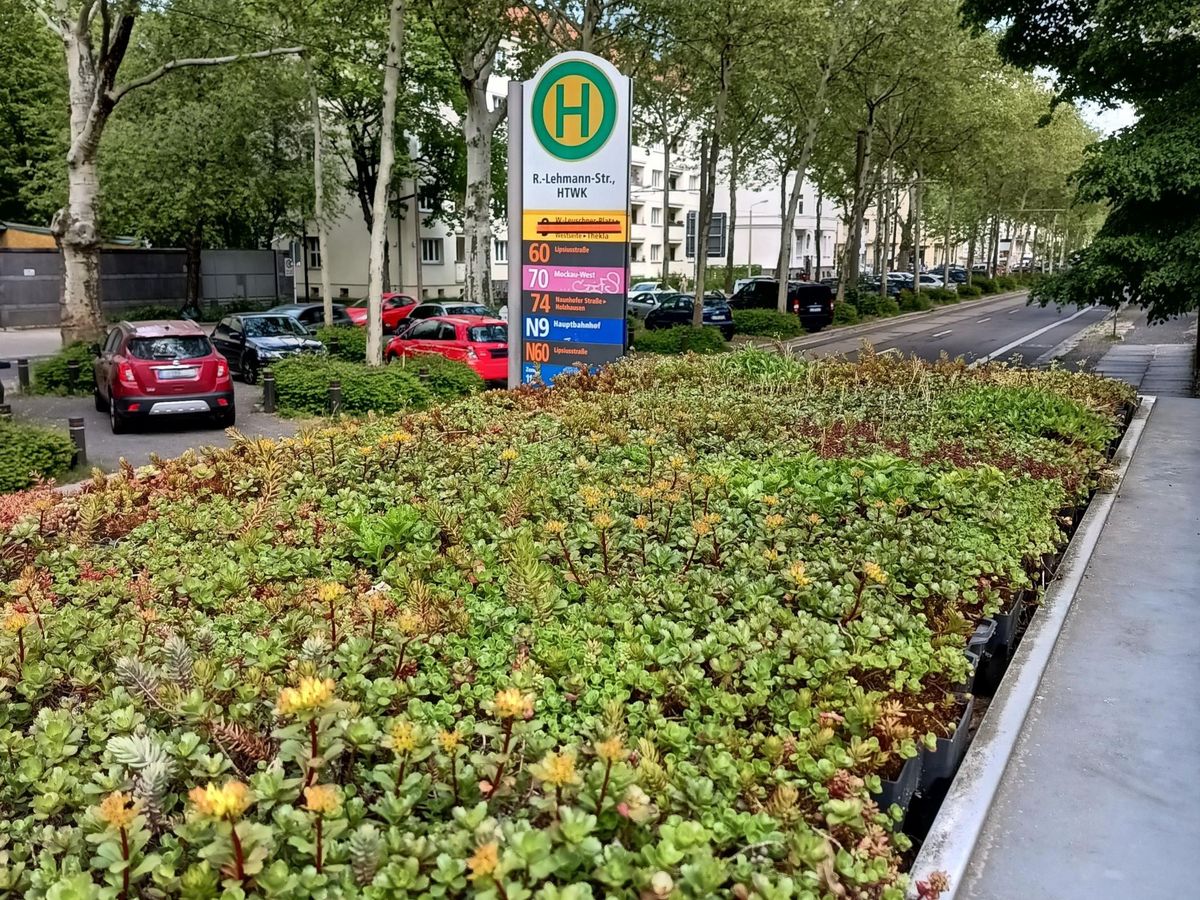 zur Vergrößerungsansicht des Bildes: Extensive Dachbegrünung auf einer Haltestelle in Leipzig, Foto: Rolf A. Engelmann