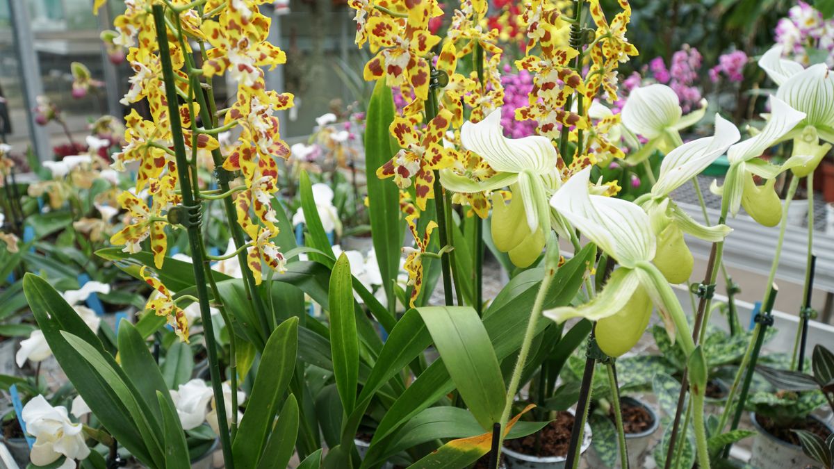 zur Vergrößerungsansicht des Bildes: Orchideenverkauf 2024