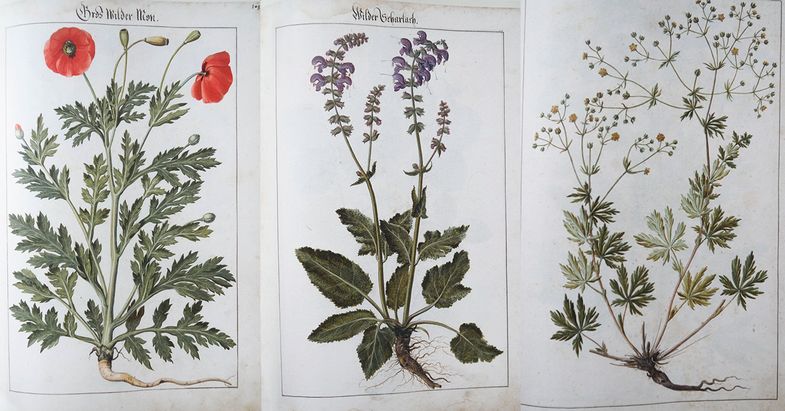 Pflanzen-Aquarelle - Wilder Mohn, Wilder Scharlach und Fingerkraut, Foto: Auszug aus Die schönsten Pflanzen-Aquarelle der Renaissance - Das Kräuterbuch des Johannes Kentmann, Herausgeber Harald Alex, Verlag Galerie Bilderwelt Reinhard Schultz