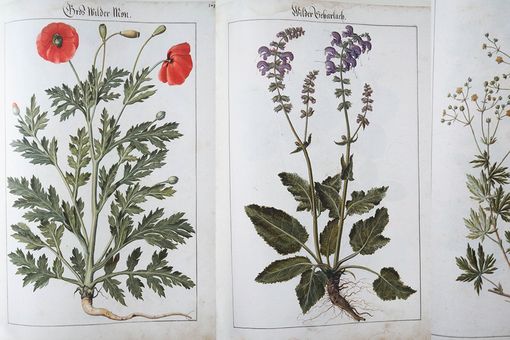 Pflanzen-Aquarelle - Wilder Mohn, Wilder Scharlach und Fingerkraut, Foto: Auszug aus Die schönsten Pflanzen-Aquarelle der Renaissance - Das Kräuterbuch des Johannes Kentmann, Herausgeber Harald Alex, Verlag Galerie Bilderwelt Reinhard Schultz