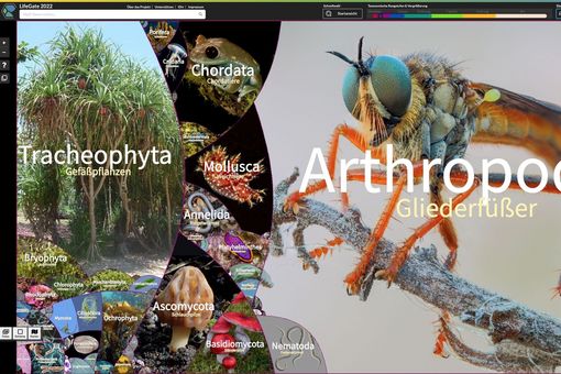The home screen of LifeGate shows the full diversity of life at a glance. Users can zoom in at any given area until they reach the species level. Photo: LifeGate 