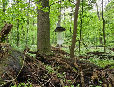 Kreuzfensterfalle im Leipziger Auwald