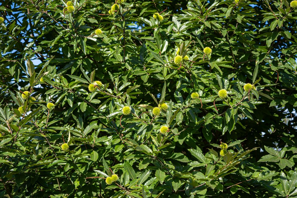 zur Vergrößerungsansicht des Bildes: Früchte der Edelkastanie (Castanea sativa), Foto: Wolfgang Teschner