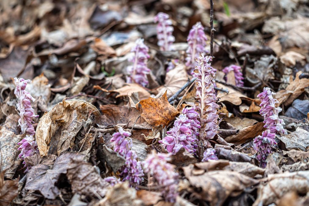 zur Vergrößerungsansicht des Bildes: Blüten des Schuppenwurz (Lathraea squamaria), Foto: Wolfgang Teschner