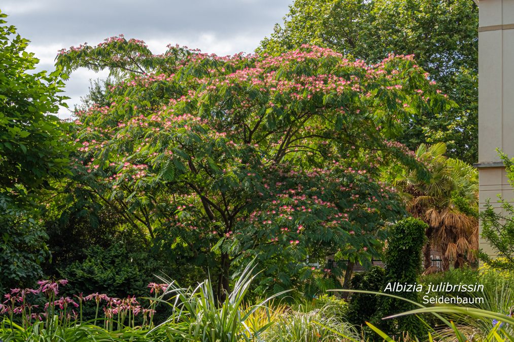 zur Vergrößerungsansicht des Bildes: Seidenbaum (Albizia julibrissin), Foto: Wolfgang Teschner