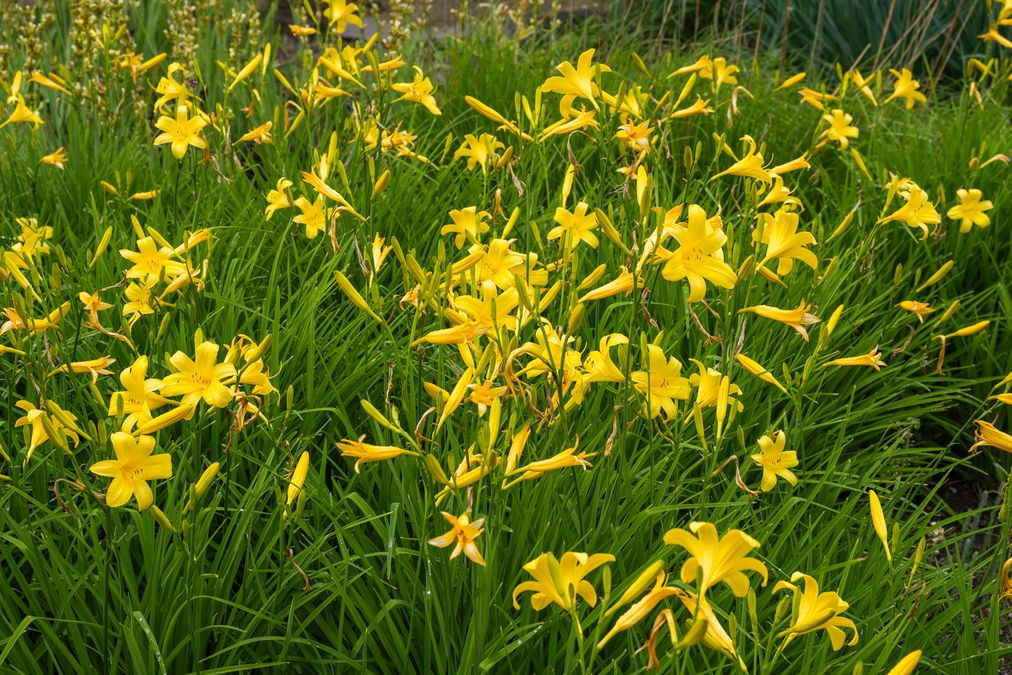 zur Vergrößerungsansicht des Bildes: Taglilie (Hemerocallis dumortieri), Foto: Wolfgang Teschner