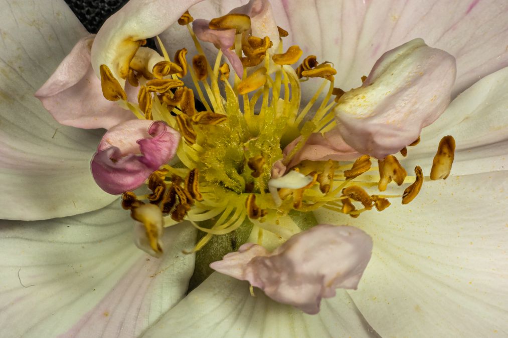 zur Vergrößerungsansicht des Bildes: Innere einer Damaszener-Rosen-Blüte (Rosa × damascena), Foto: Wolfgang Teschner