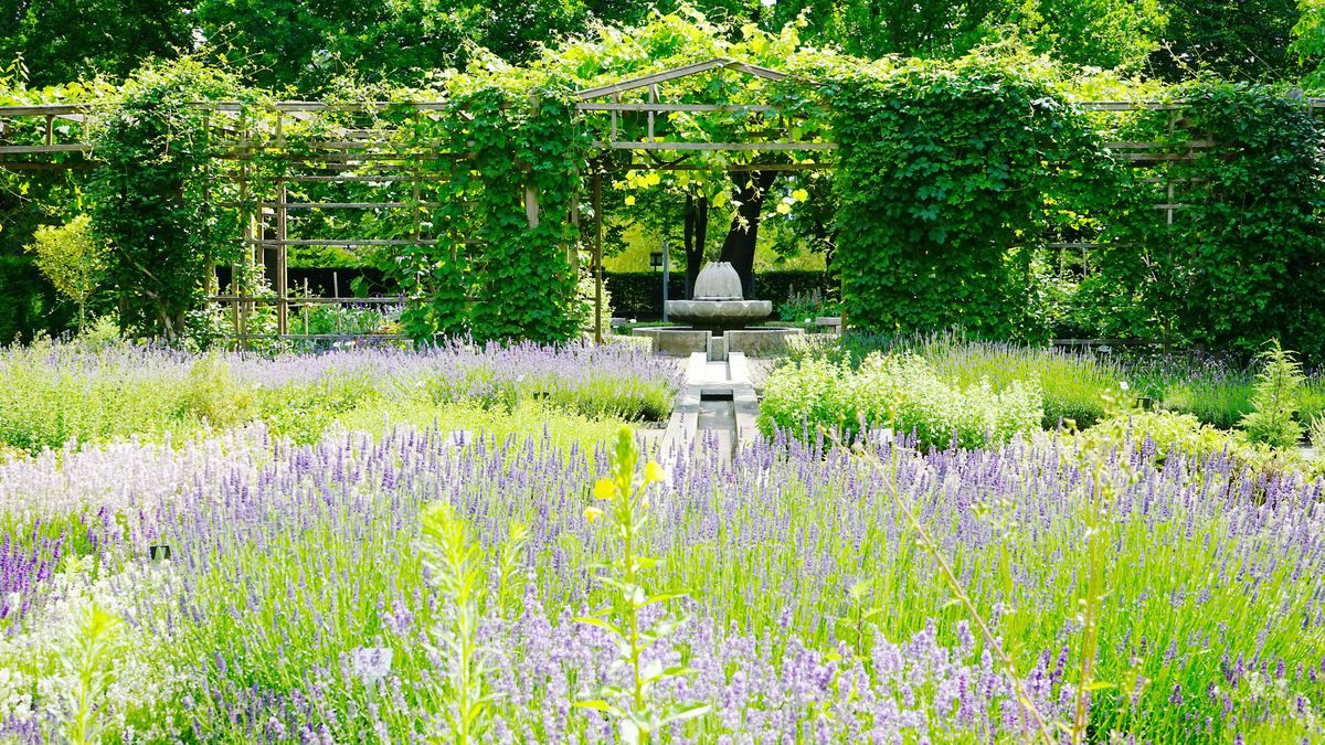 Im Vordergrund des Bildes ist das blau-violett blühende Lavendelbeet mit ca. 25 verschiedenen Lavendelsorten zu erkennen. Im Bildhintergrund ist die weinbewachsene Pergola zu sehen. Diese unterteilt den Garten in die Bereiche der Wirkstoffe unden historischen Teil.mit 