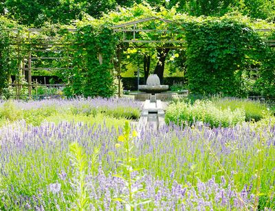 Im Vordergrund des Bildes ist das blau-violett blühende Lavendelbeet mit ca. 25 verschiedenen Lavendelsorten zu erkennen. Im Bildhintergrund ist die weinbewachsene Pergola zu sehen. Diese unterteilt den Garten in die Bereiche der Wirkstoffe unden historischen Teil.mit 