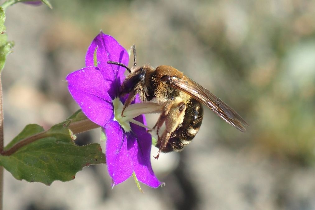 zur Vergrößerungsansicht des Bildes: Braune Schuppensandbiene (Andrena curvungula) im Botanischen Garten Leipzig, Foto: Maik Hausotte, det. Frank Burger 