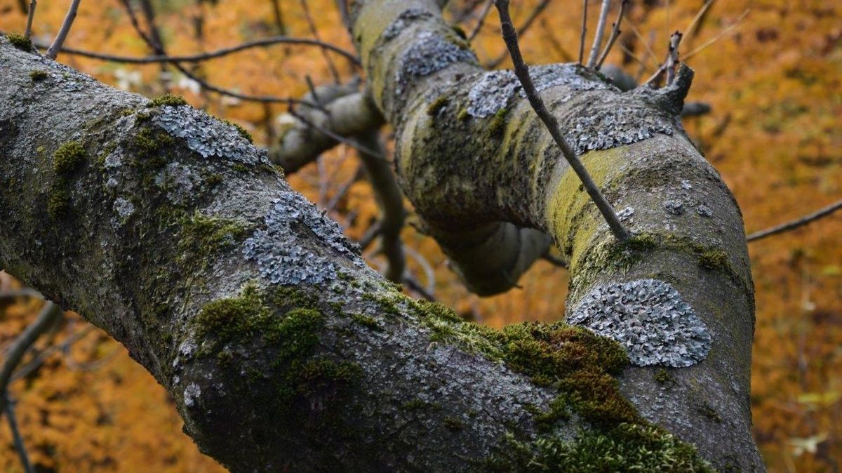 zur Vergrößerungsansicht des Bildes: Flechten und Mosse auf der Borke einer Esche in den Baumkronen des Leipziger Auwaldes. Foto: Rolf A. Engelmann 