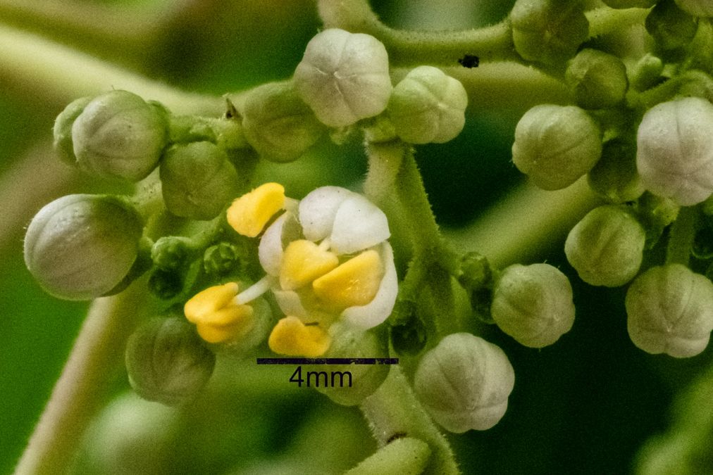 zur Vergrößerungsansicht des Bildes: Detailaufnahme einer Blüte der Honigesche (Tetradium daniellii), Foto: Wolfgang Teschner