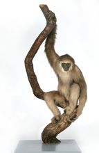 Gibbon (Hylobates leuciscus) auf einem Ast