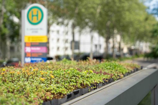 Viele Haltestellendächer in Leipzig sind begrünt. Das schafft einen Ersatzlebensraum für Tiere und Pflanzen, speichert Wasser, filtert Staub und mindert Lärm. (Foto: Saskia Pramor / HTWK Leipzig)