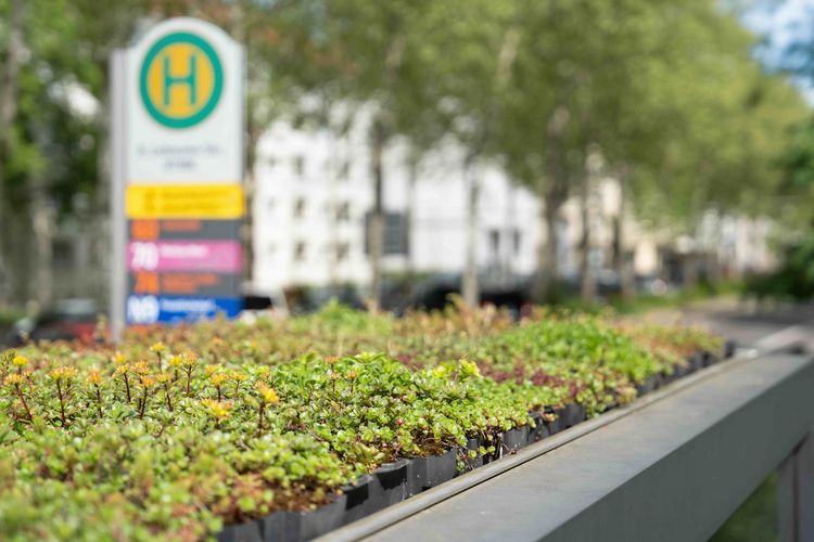 Viele Haltestellendächer in Leipzig sind begrünt. Das schafft einen Ersatzlebensraum für Tiere und Pflanzen, speichert Wasser, filtert Staub und mindert Lärm. (Foto: Saskia Pramor / HTWK Leipzig)