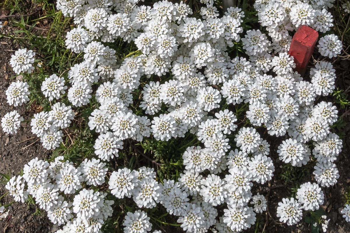 zur Vergrößerungsansicht des Bildes: Eine Gruppe weiß blühender Immergrüner Schleidenblumen am Boden