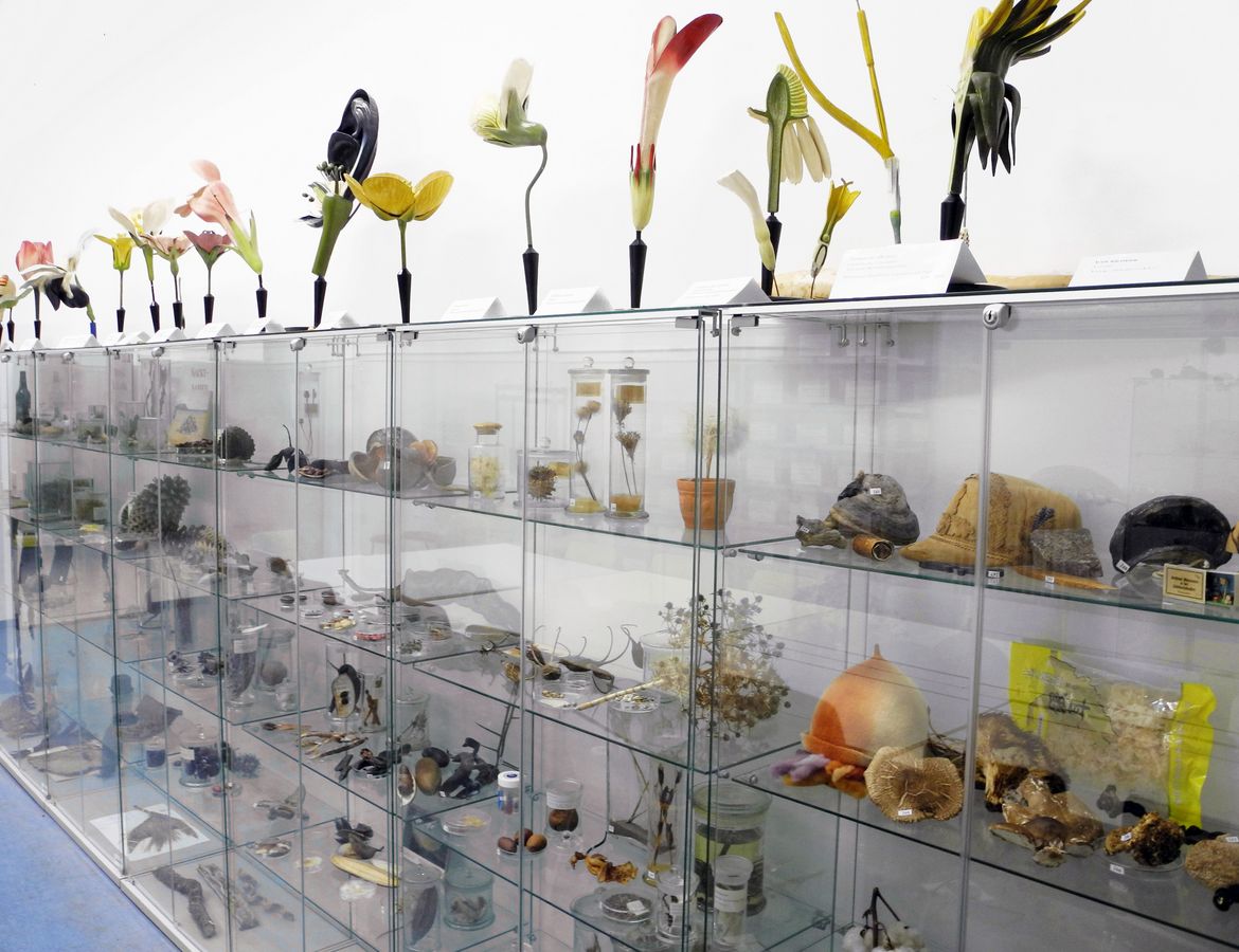 enlarge the image: Showcases of the teaching and display collection in the herbarium LZ, photo: A. Müllner-Riehl