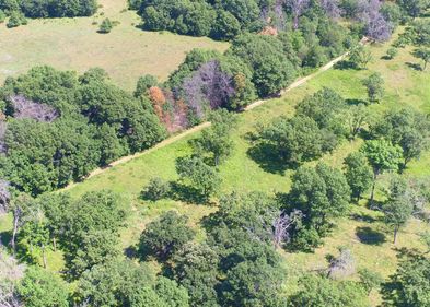 Grasland in Cedar Creek, Minnesota (USA): eines der ältesten ehemaligen Felder oben links sowie Reste einer Grassteppe unten rechts. 