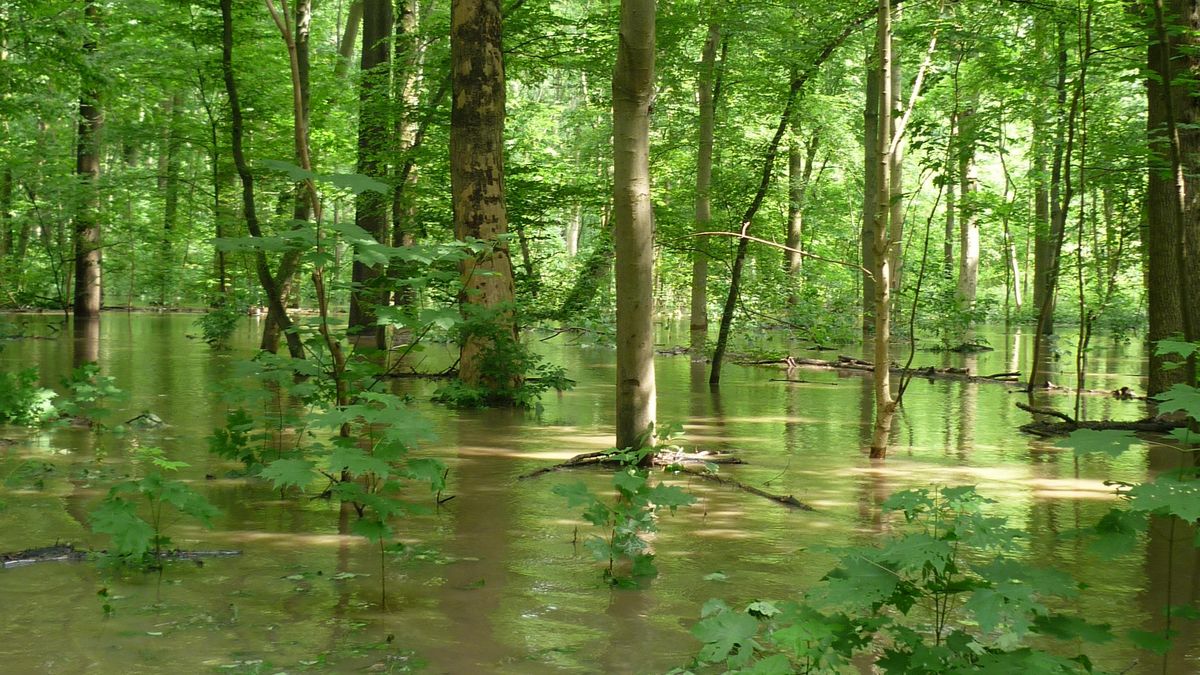 zur Vergrößerungsansicht des Bildes: Hochwasser Auwald